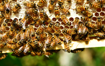 Méhész Mátrix Oktatási és Vizsgaközpont