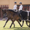 Sportoktató (lovaglás) oktatás - BUDAPEST