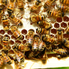 Méhész oktatás - BUDAPEST
